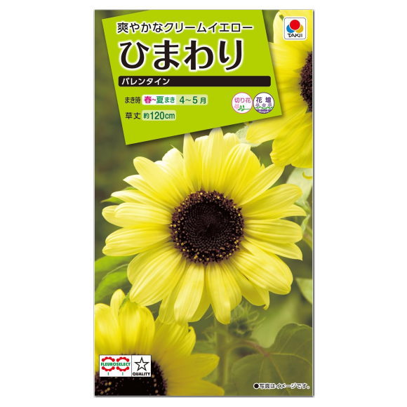 タキイ ひまわり バレンタイン FHM118 種 種子 花 植物 タネ たね 花壇 プランター 鉢植え 草花 切り花 切花 ひまわり