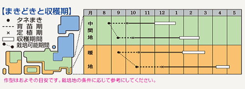 タキイ種苗 赤大葉高菜 種子 約1100粒 秋まき タカナ たかな カラシナ たね 家庭菜園 野菜 栽培 高菜漬け タカナ たかなのタネ