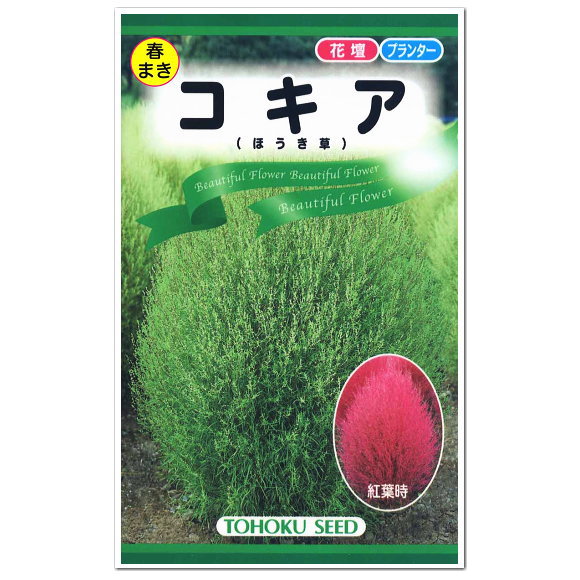 トーホク コキア ほうき草 種 観葉植物 花壇 たね 種子タネ こきあ かわいい ガーデニング