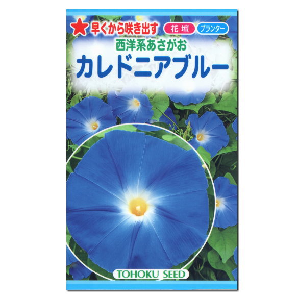 トーホク 西洋系あさがお カレドニアブルー 種 花壇 プランター 朝顔 アサガオ 緑のカーテン エコ かわいい アサガオ たね 種子 夏 花 緑のカーテン グリーンカーテン