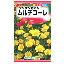 トーホク ムルチコーレ 種 花壇 プランター たね 種子 種子 ガーデニング クリサンセマム