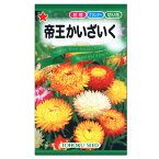 トーホク 帝王かいざいく 種 一年草 花壇 プランター 切花 たね 種子 タネ ガーデニング ムギワラギク 貝細工