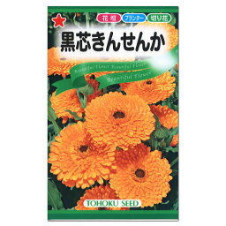 トーホク 黒芯きんせんか 種 一年草 花壇 プランター 切花 たね 種子タネ 花 ガーデニング