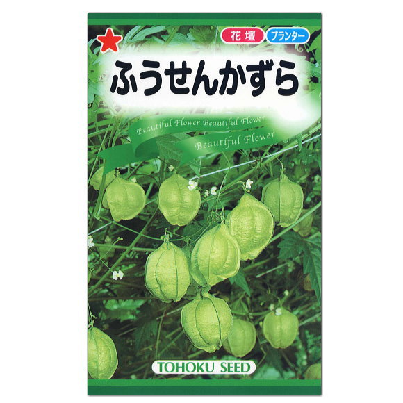 トーホク ふうせんかずら 種 一年草 花壇 プランター かわいい 風船かずら タネ 種子 たね ガーデニング エコ グリーンカーテン