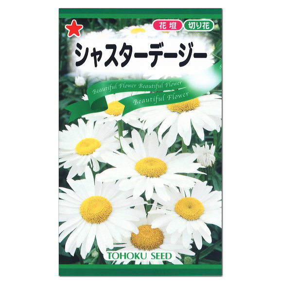 トーホク シャスターデージー 種 多年草 花壇 切花 たね タネ 種子 かわいい ガーデニング テージ プランター 園芸 花 草花 レウカンセマム