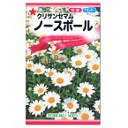 トーホク ノースポール 種 花壇　プランター たね ガーデニング クリサンセマム