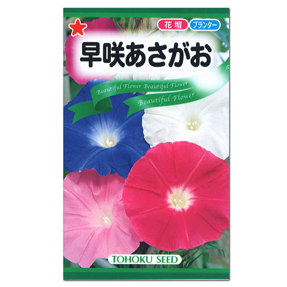 トーホク 早咲あさがお 種 生産地：新潟県 花壇 プランター 朝顔 アサガオ 緑のカーテン エコ アサガオのたね 種子 緑のカーテン グリーンカーテン