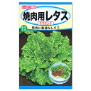 トーホク 焼肉用レタス チマサンチ 種 家庭菜園 野菜 栽培 カキチシャ レタスのタネ 野菜 たね