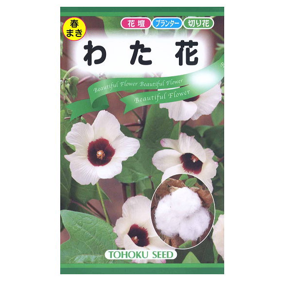 トーホク わた花 種 生産地 栃木県 花壇 プランター 切花 たね コットン ガーデニング 園芸 草花 タネ