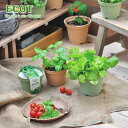 「エコットM」　地球にやさしいエコポットで育てる　野菜栽培キット　選べる5種類！レタス、ミニニンジン