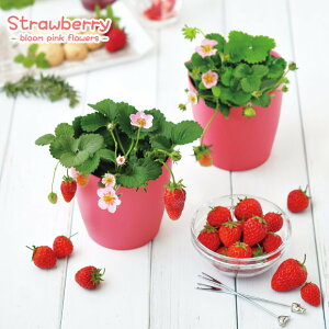 ピンクの花咲くストロベリー栽培セット 四季なりいちご(インテリアグリーン おしゃれ かわいい 野菜 栽培セット ガーデニング・家庭菜園 母の日 バレンタイン ホワイトデー)