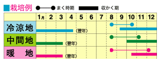 【秋まき】　トーホク　オータムほうれん草　 種（秋まき・家庭菜園・プランター栽培・東洋種・ほうれんそう たね ホウレンソウのタネ）