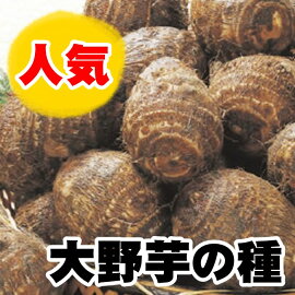 大野芋里芋サトイモ種芋イモ好きをうならせる衝撃の食感1kg