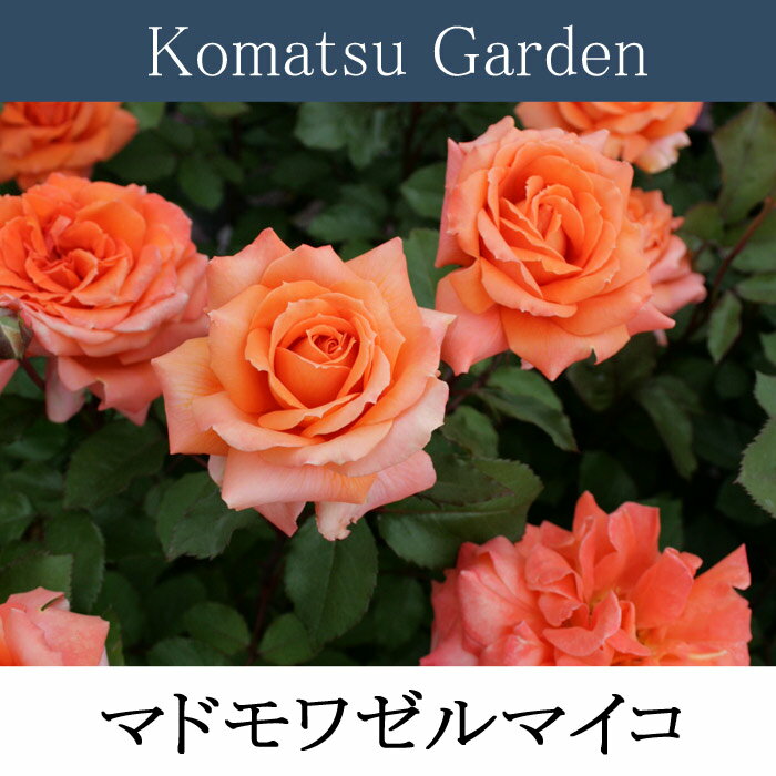 【バラ苗】コマツガーデン　マドマアゼル　マイコ 大苗 7号鉢 黄系　FL【05P11Aug14】