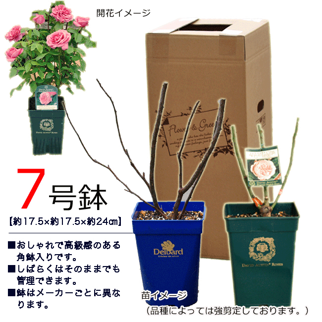 【予約バラ苗】バラ苗 ロサオリエンティス ヘクトル 大苗 7号鉢 紫系 POT/SCL 薔薇苗 ばら苗 バラ 苗 鉢植え【送料無料 北海道沖縄発送不可】 【0と5のつく日は楽天カードでお得】