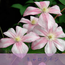 クレマチス【苗】ジャックマニー系キャロラインピンク系