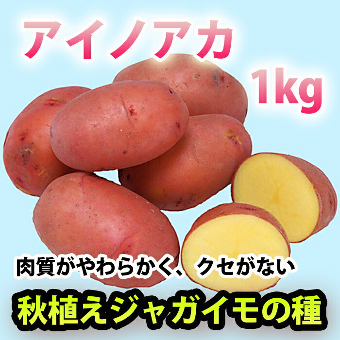 秋植えジャガイモ アイノアカ じゃがいも ジャガイモ 種芋 約1kg【充填時】【8月よりお届け予定】【他の商品との同梱不可】【0と5のつく日は楽天カードでお得】