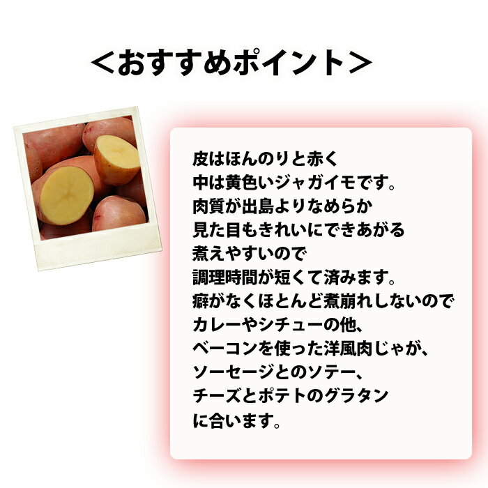 秋植えジャガイモ アイノアカ じゃがいも ジャガイモ 種芋 約1kg【充填時】【8月よりお届け予定】【他の商品との同梱不可】【0と5のつく日は楽天カードでお得】