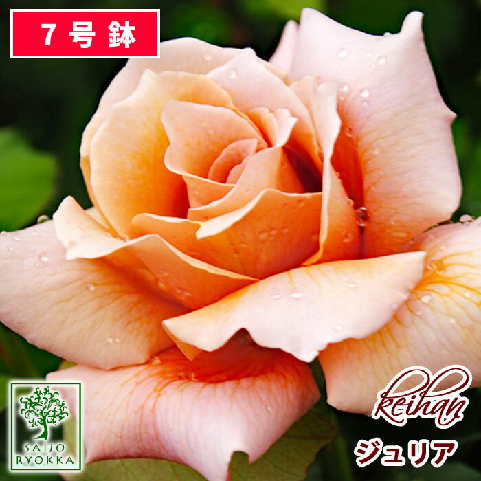 バラ苗 京阪ローズ 京阪 ジュリア 大苗 7号鉢 茶系 薔薇苗 ばら苗 バラ 苗 鉢植え【送料無料 北海道沖縄発送不可】 【期日指定不可】【バラ3鉢で1000円引き】【★お買い物マラソン！】のサムネイル