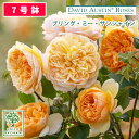 即納バラ苗 オースチン ブリング・ミー・サンシャイン 大苗 7号鉢 アプリコット系 イングリッシュローズ ER 薔薇苗 ばら苗 バラ 苗 鉢植え【送料無料 北海...