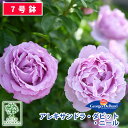 【クーポンあり】バラ苗 デルバールアレキサンドラ ダビッド ニール 大苗 7号鉢 ピンク系 SCL 薔薇苗 ばら苗 バラ 苗…