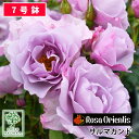 【クーポンあり】バラ苗 ロサオリエンティス サマルカンド 大苗 7号鉢 紫系 F 薔薇苗 ばら苗 バラ 苗 鉢植え【送料無料 北海道沖縄発送不可】 【期日指定不可】【バラ3鉢で1000円引き】【母の…