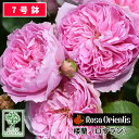 バラ苗 ロサオリエンティス 楼蘭（ロウラン） 大苗 7号鉢 ピンク系 F 薔薇苗 ばら苗 バラ 苗 鉢植え 