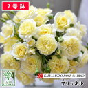 【クーポンあり】バラ苗 河本バラ園 プリュネル大苗 7号鉢 黄色系 薔薇苗 ばら苗 バラ 苗 鉢植え【送料無料 北海道沖縄発送不可】 【期日指定不可】【バラ3鉢で1000円引き】【母の日対応不可】