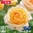 【お得なクーポンあり!】即納バラ苗 デルバール コート ドール 大苗 7号鉢 黄色系 薔薇苗 ばら苗 バラ 苗 鉢植え【送料無料 北海道沖縄発送不可】 【期日指...