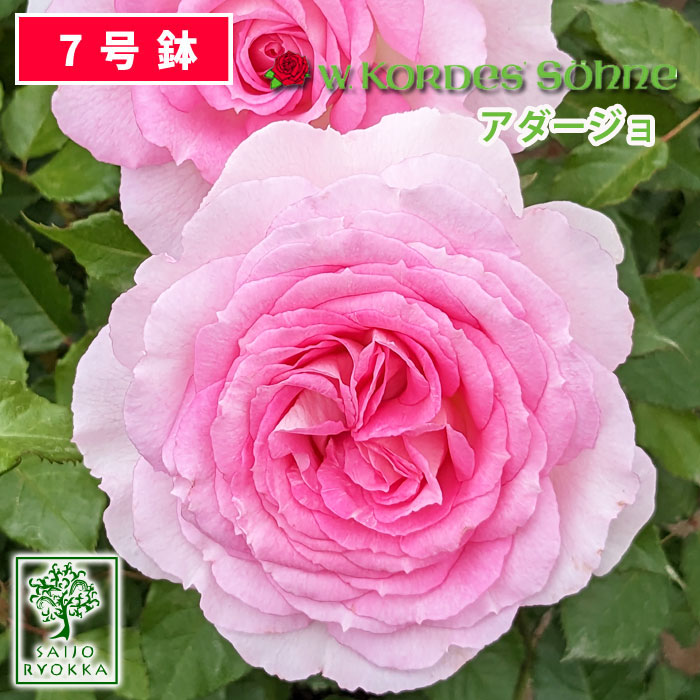 【予約】【お届けは2024年1月から】バラ苗 京成バラ園 コルデス アダージョ 大苗 7号鉢 ピンク系 薔薇苗 ばら苗 バラ 苗 鉢植え【送料無料 北海道沖縄発送不可】【25日は5のつく日でお得】のサムネイル