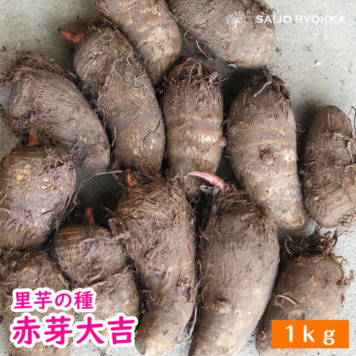 【春植え芋】里芋の種芋 赤芽大吉 種 約1kg 宮崎県産【充填時】【本日ワンダフルデーお得な日！】【母の日ギフト対応不可】のサムネイル