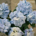 【紫陽花】アジサイ 苗 フレンチボレロ 花なし5号鉢 【紫陽花】【あじさい】【従来の数倍良くさく】