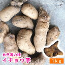 自然薯 種芋 いちょう芋 イチョウ芋 約1kg （充填時） 【千葉県産】【春植え芋】【自然薯】【山芋】【出荷中】【他商品と同梱不可】【母の日対応不可】