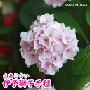 【落葉中】【紫陽花】自分用アジサ