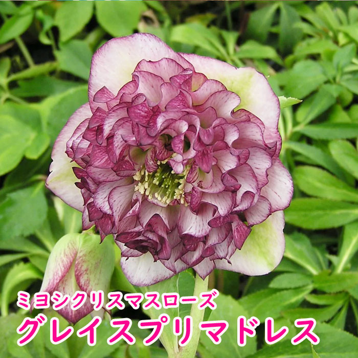 【花苗】クリスマスローズ 苗 ミヨシ グレイスプリマドレス メリクロン苗 多弁咲中輪