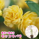 【花苗】八重咲きモッコウバラ 木香薔薇 黄色 【薔薇】【修景用】【苗】【苗セット】【景観用】【母の日対応不可】