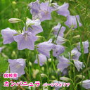 【宿根草】カンパニュラ パーシフォリア Campanula persicifolia【☆】
