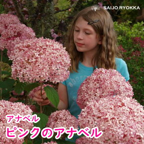 【紫陽花】アジサイ苗 ピンクアナベル アメリカアジサイ ピンク 15cmPOT【ピンクのアナベル】【母の日対応不可】