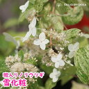 【紫陽花】アジサイ 苗 ノリウツギ ユキゲショウ 雪化粧【珍しい】 【斑入り】【母の日対応不可】