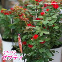 【花苗】ミニバラ ゼプティ zepeti　新品種バラ「Zepeti（ゼプティ）」【お買い物マラソン期間！】 - 園芸専門店 さいじょう緑花