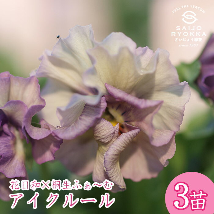 【花苗】パンジービオラ アイクルール お任せ★3POT 【花日和・桐生ふぁ～む】のサムネイル