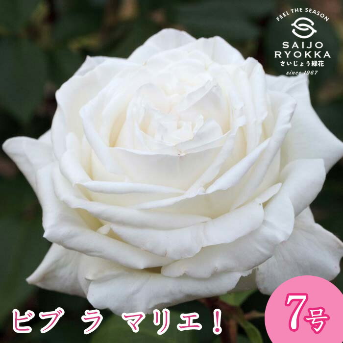 予約バラ苗 京成バラ園 メイアン ビブ ラ マリエ 大苗 7号鉢 白系 HT 薔薇苗 ばら苗 バラ  ...