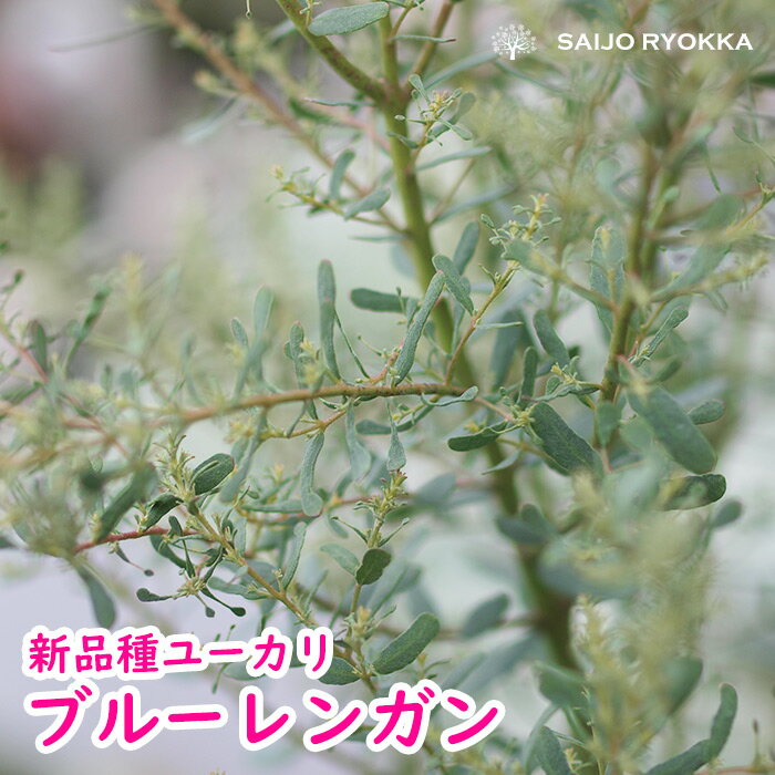 ユーカリ ブルーレンガン【Eucaliptus gunnii ：France Blue Rengun】 【観葉植物】【ユーカリ】【鉢植え】【おしゃれ】【植木】【★お買い物マラソン！】