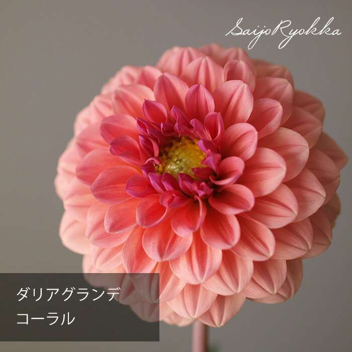 【15日は5のつく日でお得！】ダリア ラベラ グランデ 「コーラル」のサムネイル