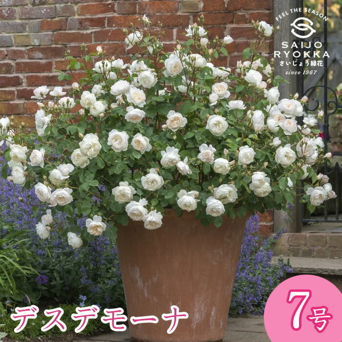 【現在1000円OFF】即納バラ苗 オースチン デスデモーナ 大苗 7号鉢 白系 イングリッシュローズ ER 薔薇苗 ばら苗 バラ 苗 鉢植え【送料無料 北海道沖縄発送不可】のサムネイル