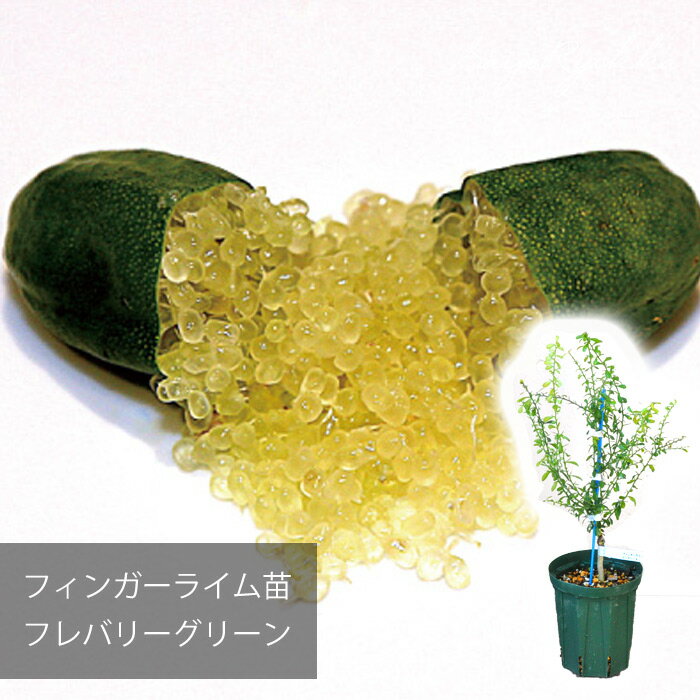 【メーカー直送】フィンガーライム フレバリーグリーン 苗 送料無料 沖縄発送不可 【フィンガーライムジャパン】