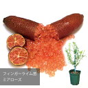 フィンガーライム ミアローズ miarose 送料無料 沖縄発送不可 メーカー直送【お得なクーポンあり!】