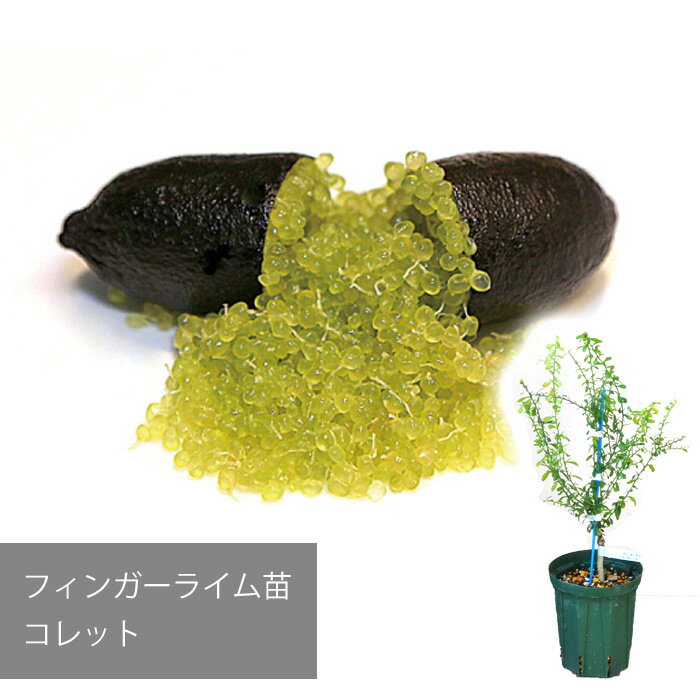 【メーカー直送】フィンガーライム コレット 苗 送料無料 沖縄発送不可 【フィンガーライムジャパン】