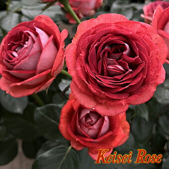 【マラソン！5のつく日！お得！】予約バラ苗 京成バラ園 コルデス ストロベリーミスト 大苗 7号鉢 赤系 FL 薔薇苗 ばら苗 バラ 苗 鉢植え【送料無料 北海道沖縄発送不可】 【期日指定不可】【予約後キャンセル不可・2025年春から出荷予定】のサムネイル