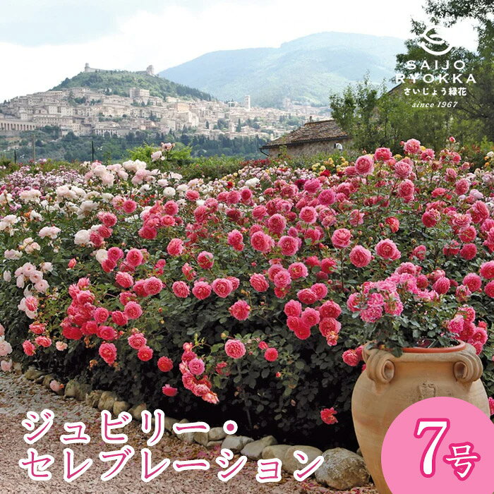 【現在1000円OFF】即納バラ苗 オースチン ジュビリー セレブレーション 大苗 7号鉢 ピンク系イングリッシュローズ ER 薔薇苗 ばら苗 バラ 苗 鉢植え 薔薇苗【送料無料 北海道沖縄発送不可】のサムネイル